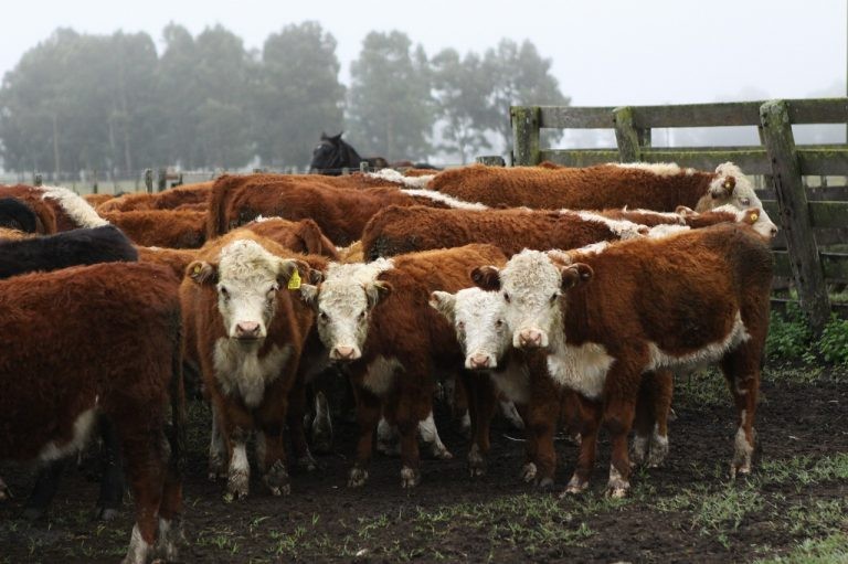 Vacas