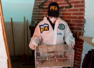Psitacosis: allanamientos en pos de la prevención