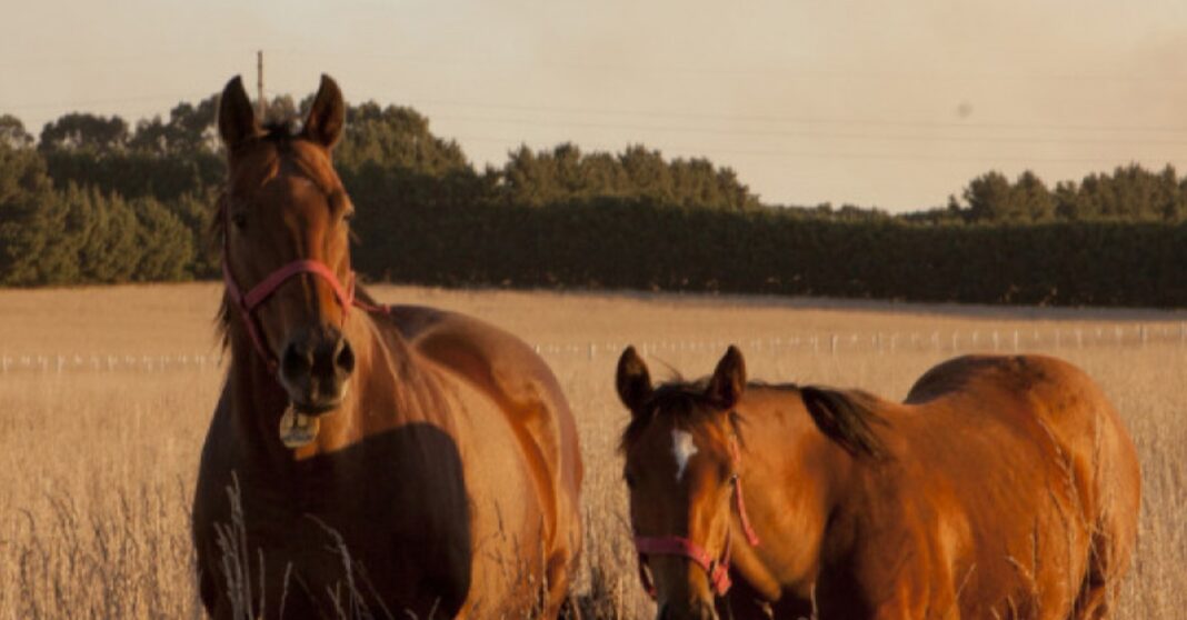 caballos senasa
