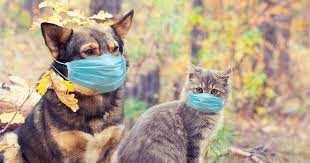 Covid en Animales
