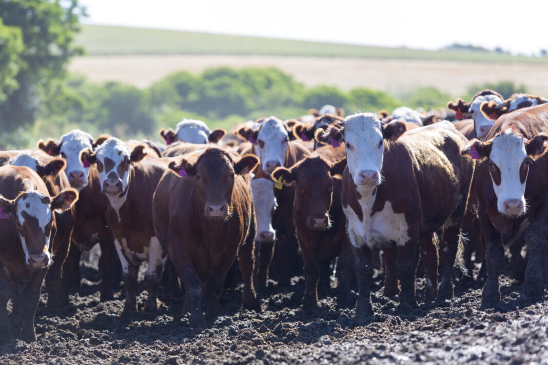 group-of-cows-in-intensive-livestock-farm-land-ur-2021-08-26-17-19-53-utc-1536x1024