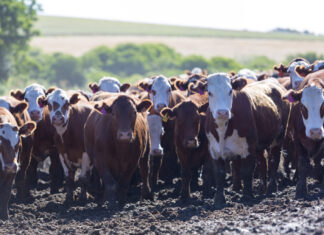 Plan GanAr: Con la meta de incrementar en 600 mil toneladas la producción de carne, comenzó el trabajo en conjunto con las provincias