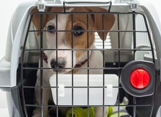 EE. UU. modificó sus requisitos para el ingreso de perros y gatos al país EE. UU. modificó sus requisitos para el ingreso de perros y gatos al país.