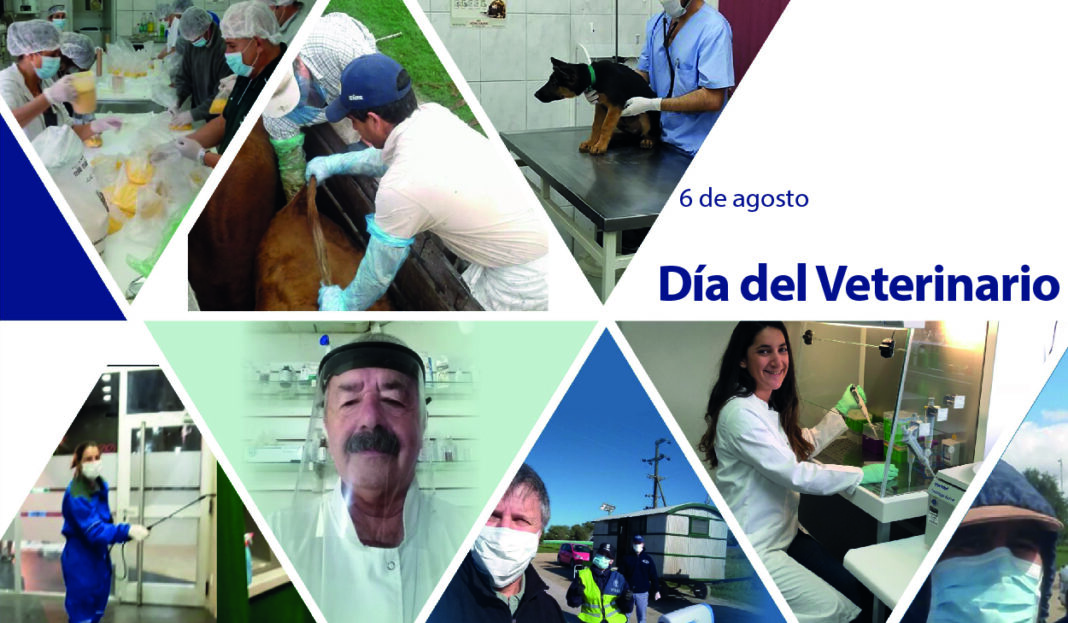 diadelveteweb_Mesa de trabajo 1
