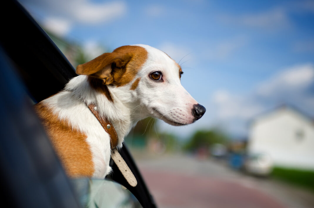 Dog sticking his head our of a car window SENASA publicó los requisitos para viajar con animales de compañía.