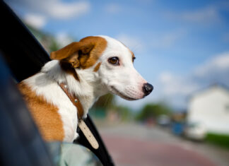 SENASA publicó los requisitos para viajar con animales de compañía SENASA publicó los requisitos para viajar con animales de compañía.