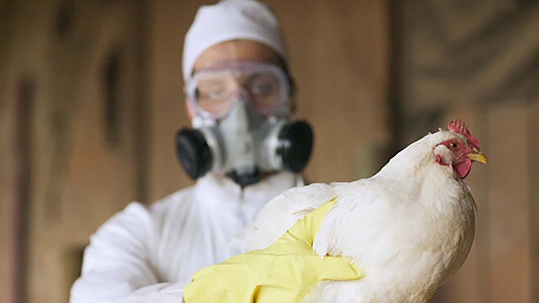Gripe aviar Declaran el alerta preventiva ante el avance de la influenza aviar.