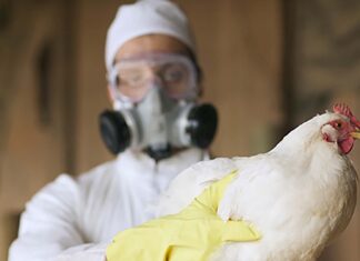Declaran el alerta preventiva ante el avance de la influenza aviar Declaran el alerta preventiva ante el avance de la influenza aviar.