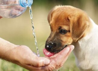 El calor, un factor poco reconocido en el bienestar animal