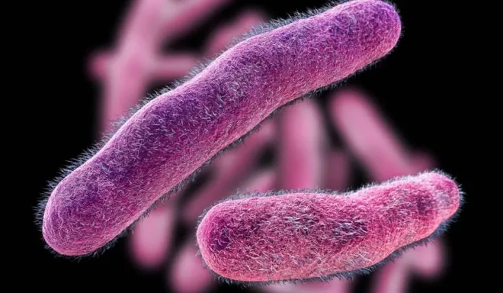 Shigella1 Salmonella Shigella Berazategui