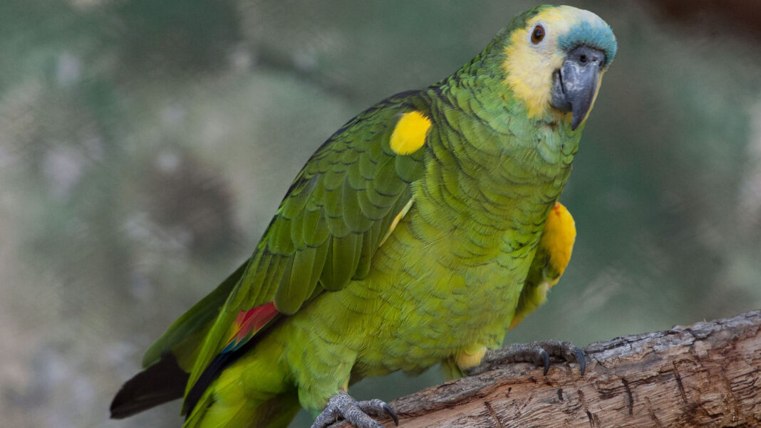 Alerta por nuevos casos de Psitacosis en Santa Fe.