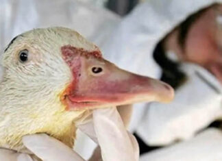 Entre la sanidad y la economía, los veterinarios protagonistas para evitar la crisis