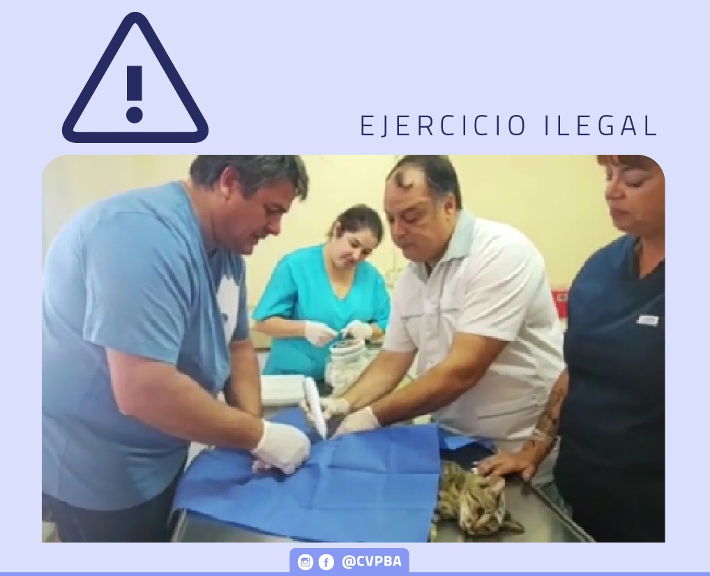 03-campaña electoral-feed-100 - copia