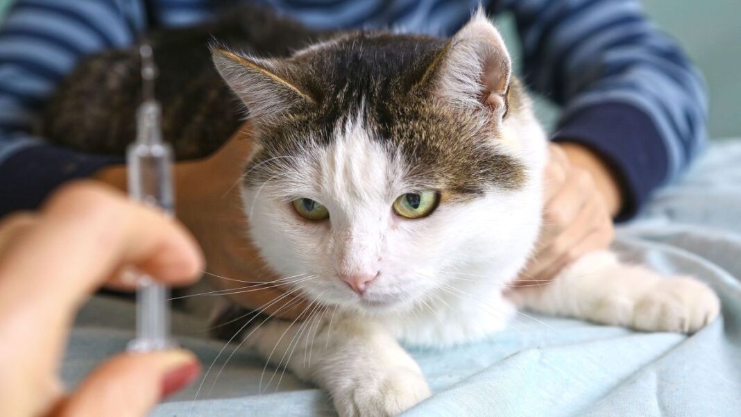 Gato rabia Gato rabia