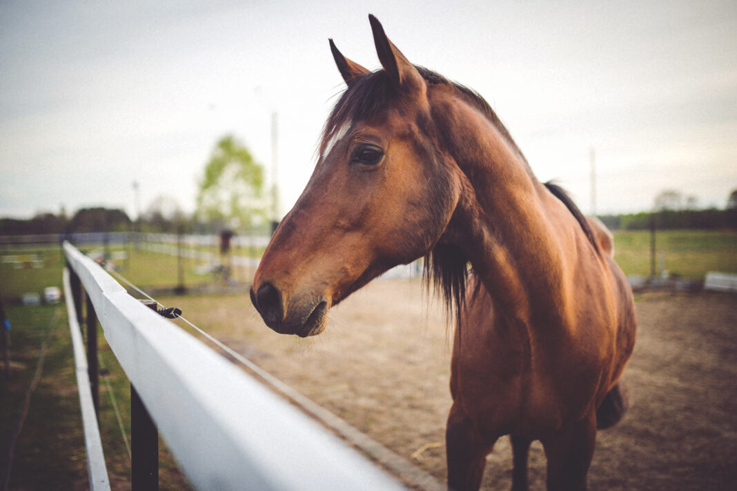 cabeza-caballo-cerca equinos