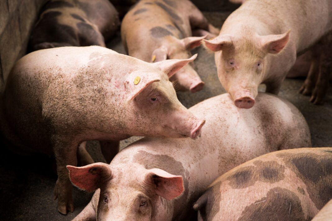 Perú veta ingreso de mercancías de origen porcino para evitar brote de peste Alerta epidemiológica por posible brote de Triquinosis en el suroeste de la provincia.