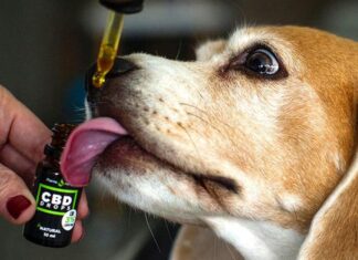 Incluyen el uso veterinario en la reglamentación de la ley de cannabis medicinal y cáñamo industrial Incluyen el uso veterinario en la reglamentación de la ley de cannabis medicinal y cáñamo industrial.