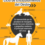 012-encefalitis equina-REEL (1)