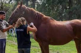 Encefalomielitis equina: registro de las actas de vacunación