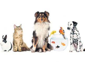 Animales de Compañía: Motores de Estímulos Positivos