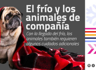 El frío y los animales de compañía