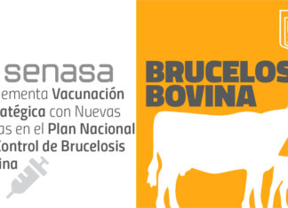 Senasa implementa vacunación estratégica con nuevas cepas en el Plan Nacional de Control de Brucelosis Bovina