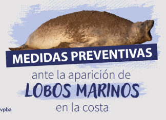 Medidas preventivas ante la aparición de lobos marinos en la costa