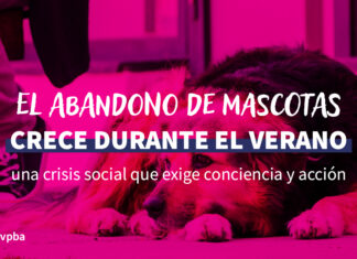 El abandono de mascotas crece durante el verano: una crisis social que exige conciencia y acción