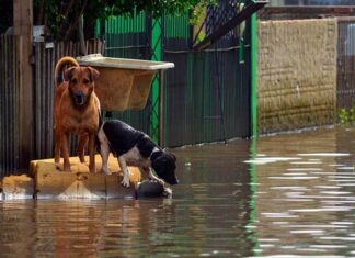 Enfermedades post inundaciones: cuidados y prevenciones para los animales de compañía