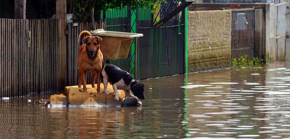 inundaciones-mascotas