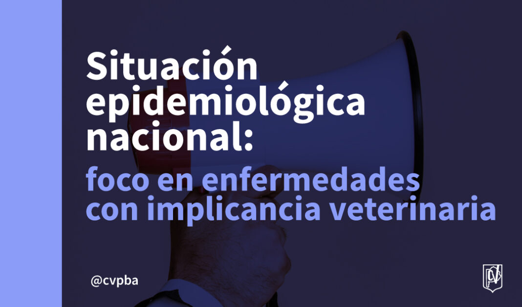 foco web-02