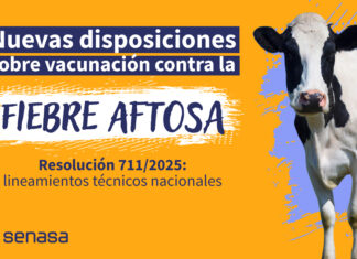 Nuevas disposiciones sobre vacunación contra la fiebre aftosa | Resolución 711/2025: lineamientos técnicos nacionales