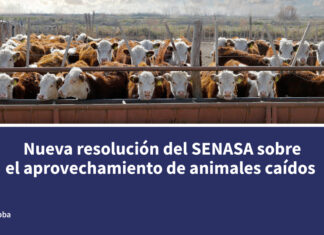 Nueva resolución del SENASA sobre el aprovechamiento de animales caídos
