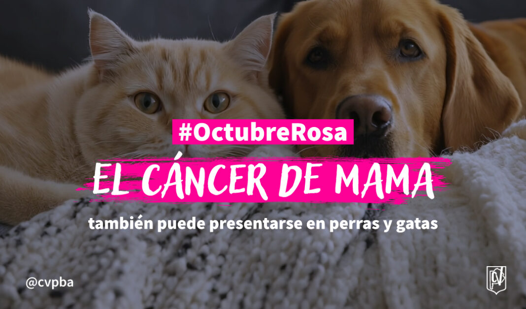 cancer de mama web-05
