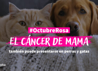 El cáncer de mama también puede afectar a perras y gatas