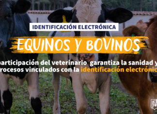 Identificación electrónica en animales de producción y competencia: una herramienta clave para la trazabilidad y el control sanitario
