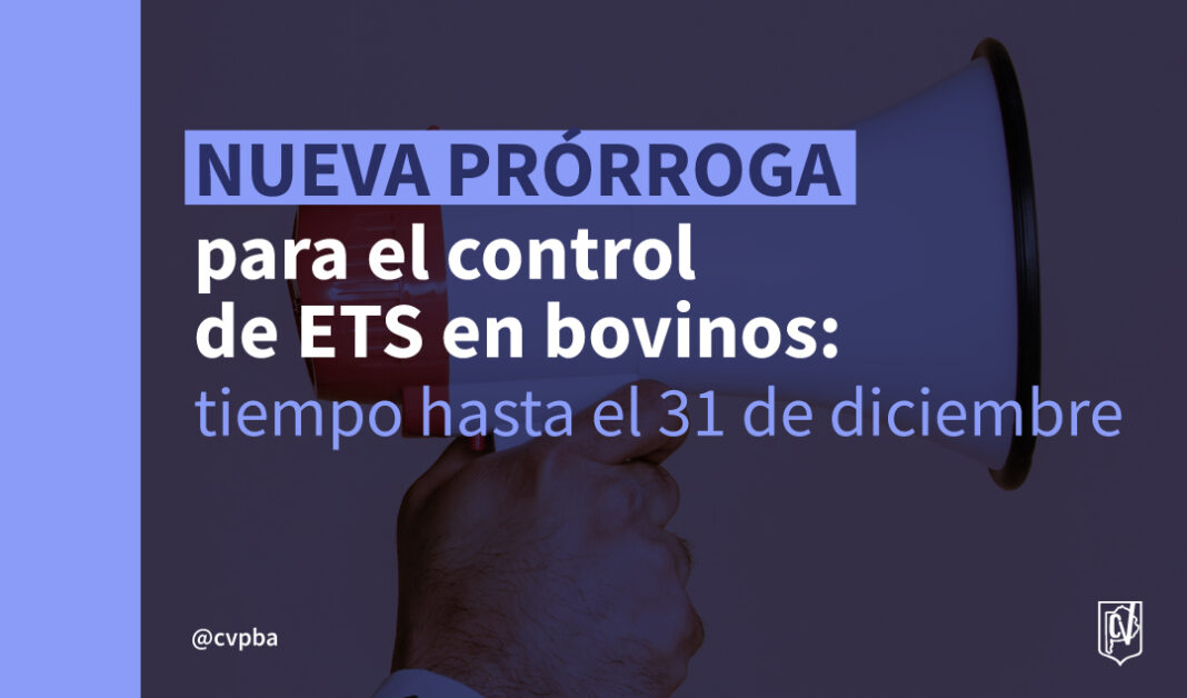 bovinos