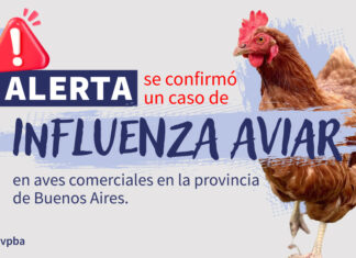 Influenza Aviar: se confirmó un caso positivo en aves comerciales en la provincia de Buenos Aires