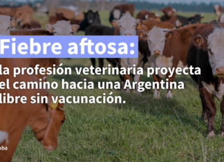 Fiebre aftosa: la profesión veterinaria proyecta el camino hacia una Argentina libre sin vacunación