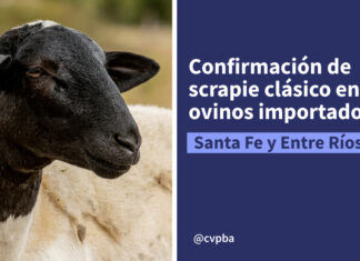 Detección de scrapie clásico en ovinos importados: medidas sanitarias y control oficial