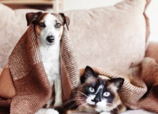 Invierno y animales de compañía: ¿Cuándo es realmente necesario abrigarlos?