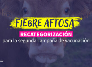 Pautas clave para la recategorización de animales previo a la segunda campaña de vacunación
