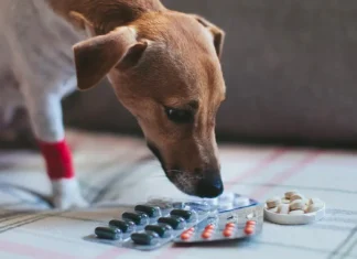 Los riesgos de automedicar a tu animal de compañía