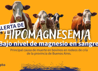 Hipomagnesemia en bovinos: un riesgo en Rodeos de Cría