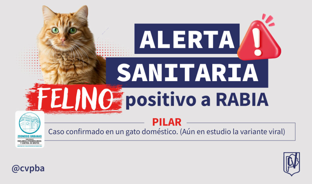 CASO-POSITIVO-RABIA-felino-gato-05
